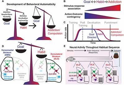 Dorsal Striatal Circuits for Habits, Compulsions and Addictions